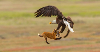 The Story Behind the Photo of a 'Killer Rabbit' Attacking Jimmy Carter ...