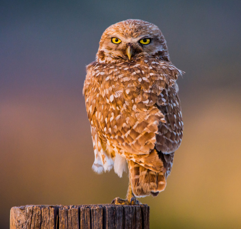 BURROWING-OWL-800x761.jpg