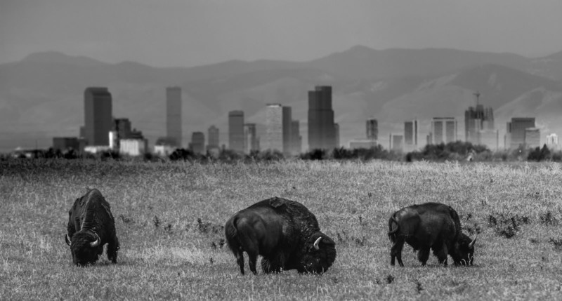 DENVER-BISON-800x429.jpg