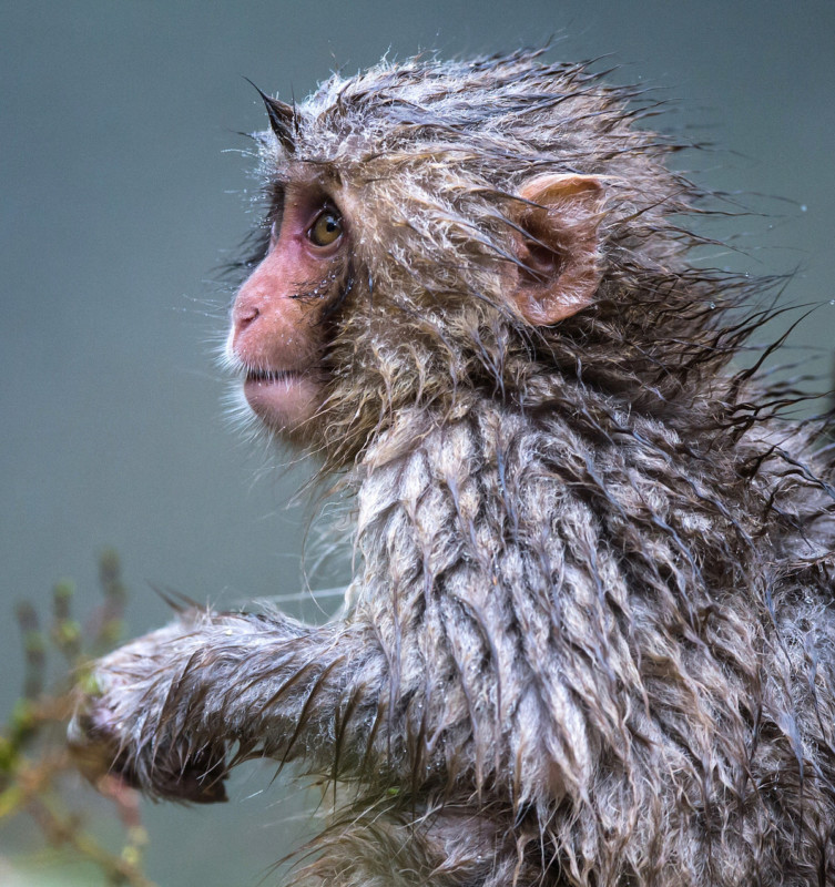 JAPANESE-SNOW-MONKEY-753x800.jpg