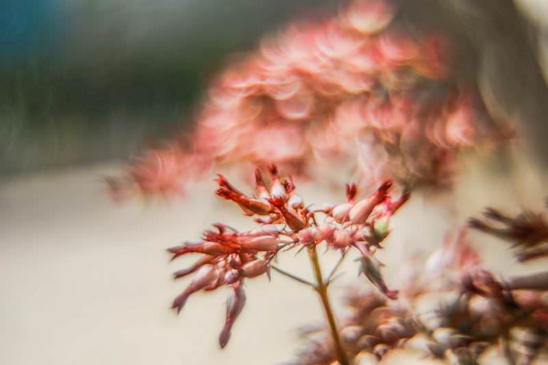 This Guy Flipped an Element in an Old Lens and Got 'Magic' Bokeh ...