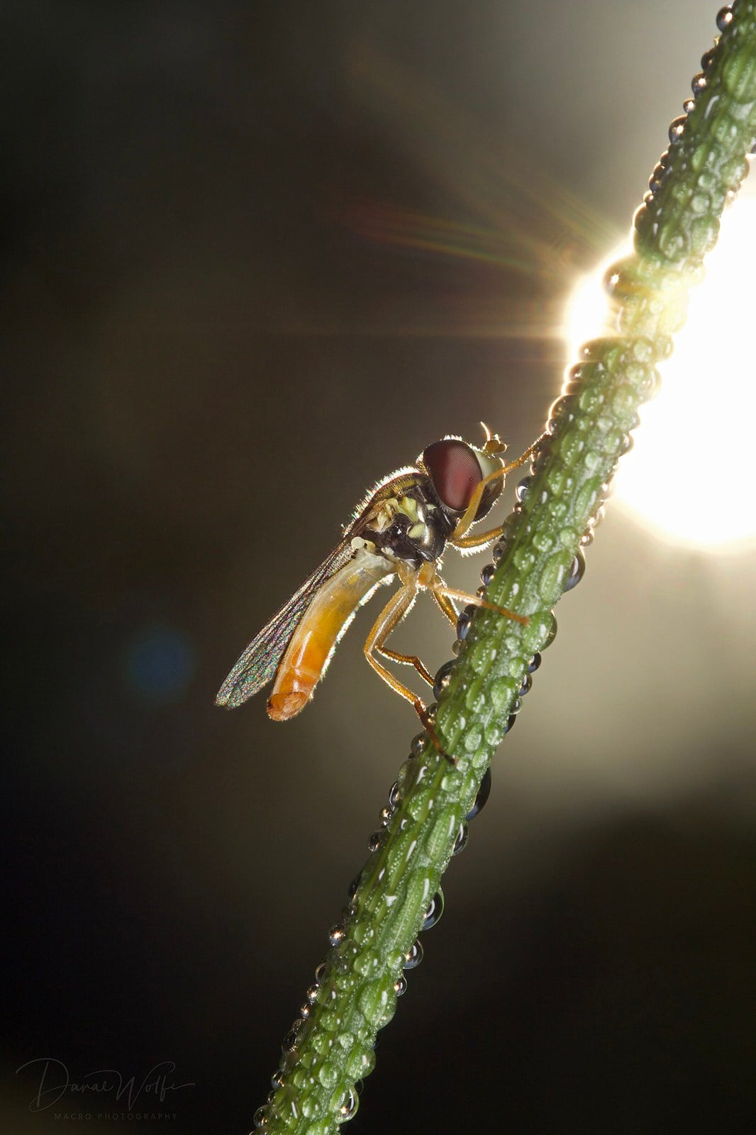 How to Photograph Bugs in Front of a Sunrise | PetaPixel