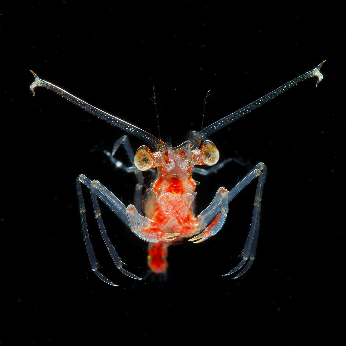 Photos of Tiny Underwater Creatures Glowing Like Jewels of the Sea ...