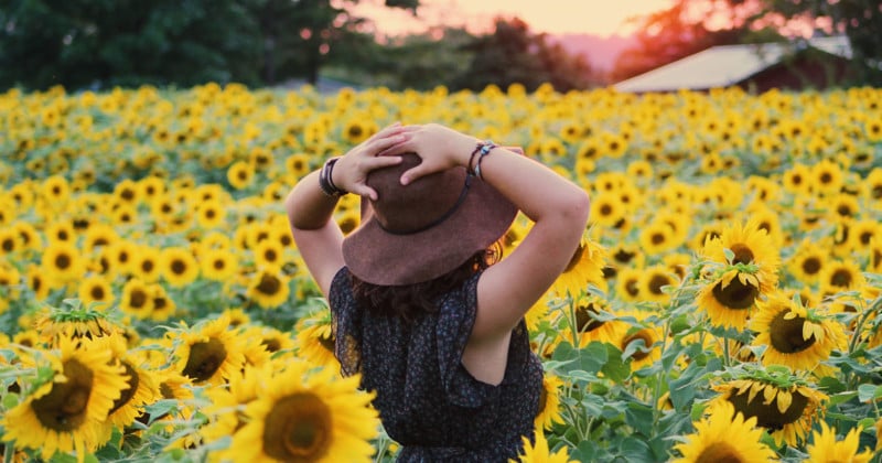 Sunflower Farms Are Being Trampled by Instagram 'Zombie Apocalypse ...