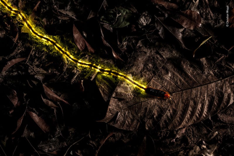 %C2%A9-Christian-Wappl-Wildlife-Photogra