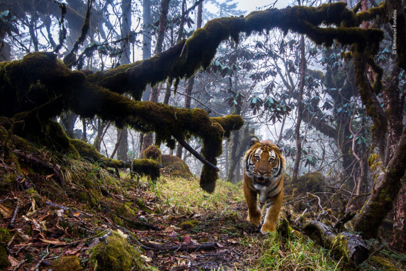 %C2%A9-Emmanuel-Rondeau-Wildlife-Photogr