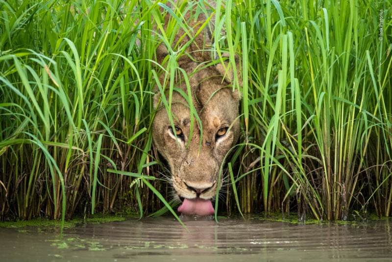 %C2%A9-Isak-Pretorius-Wildlife-Photograp