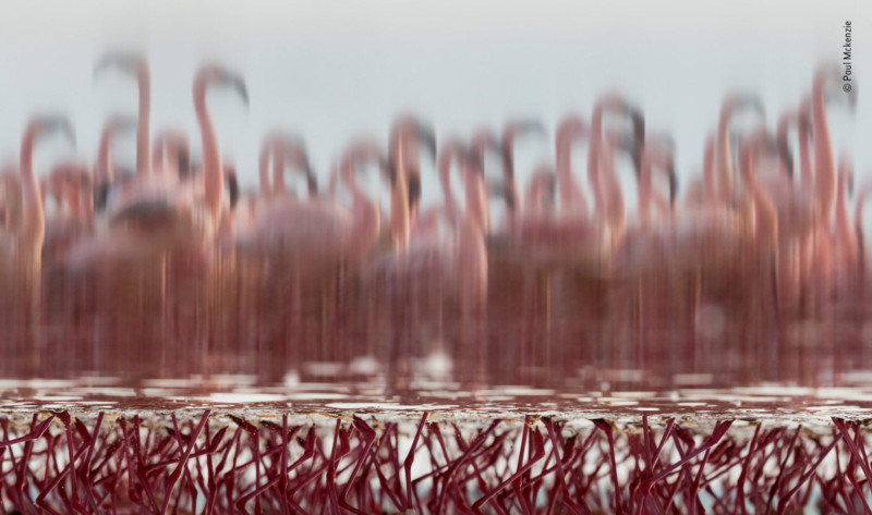 %C2%A9-Paul-Mckenzie-Wildlife-Photograph