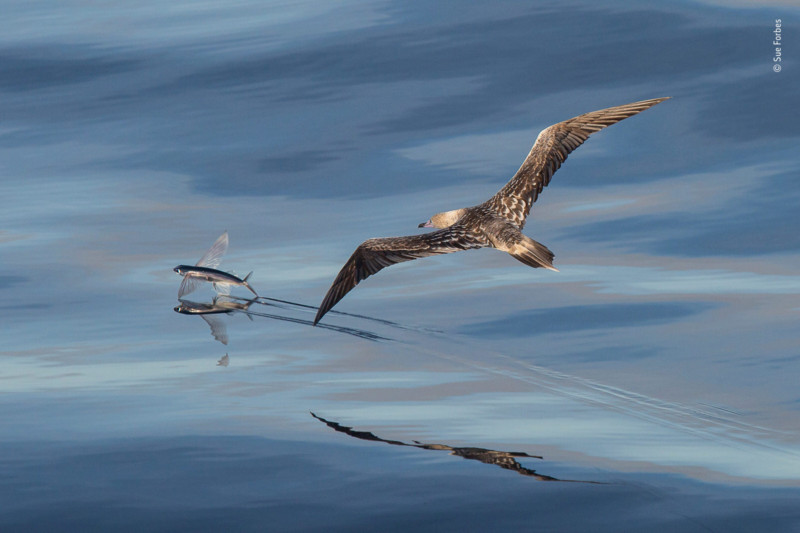%C2%A9-Sue-Forbes-Wildlife-Photographer-