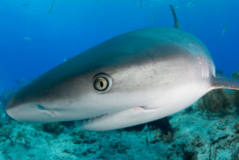 shark with human eyes