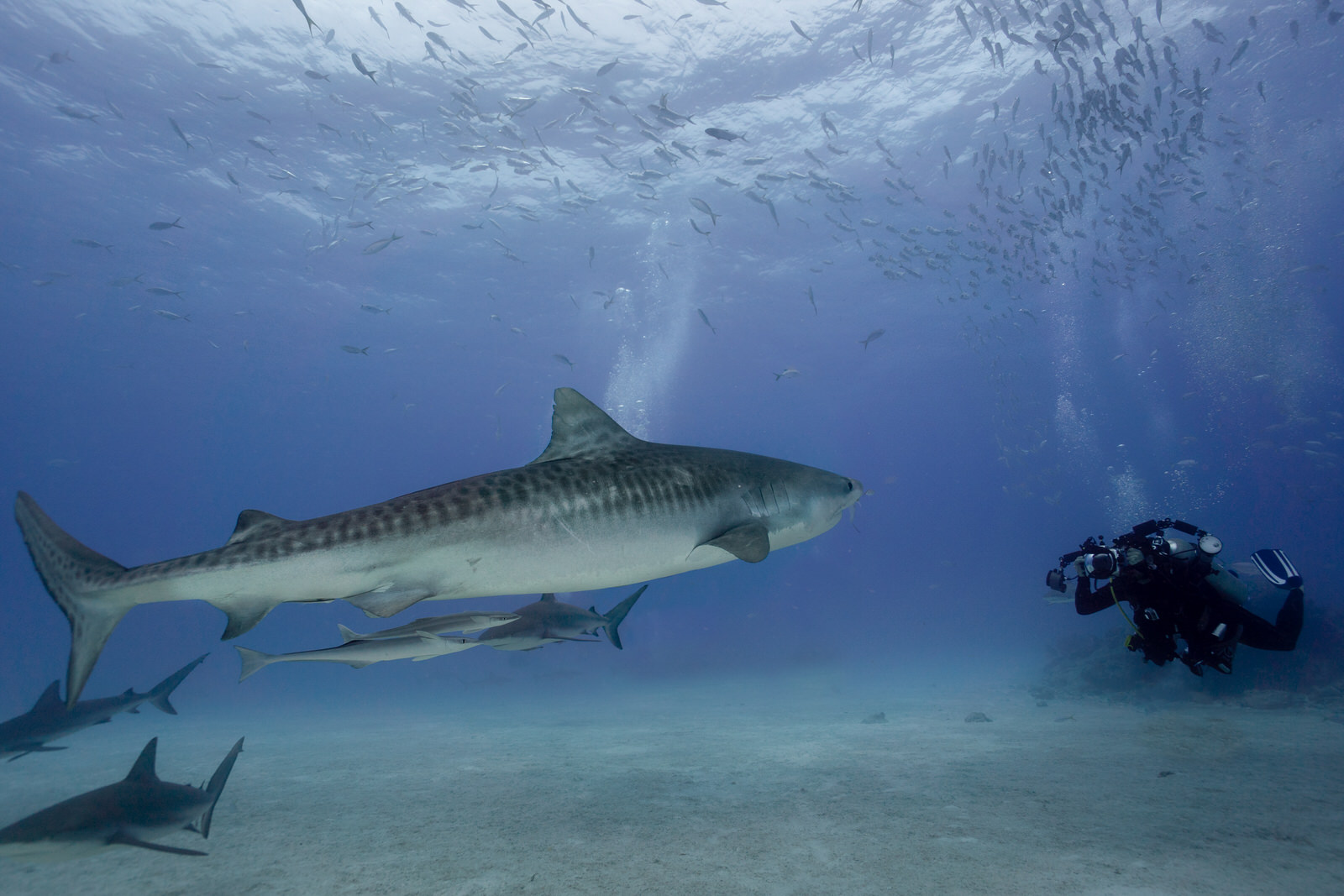 Photographing the Eye of the Tiger (Shark) | PetaPixel