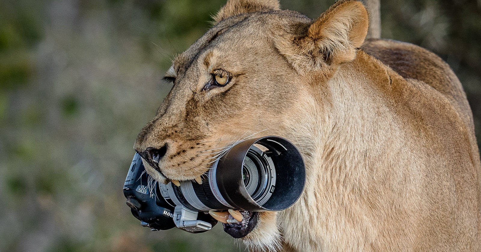 Lioness Steals Photographer's Canon DSLR and Gives It to ...