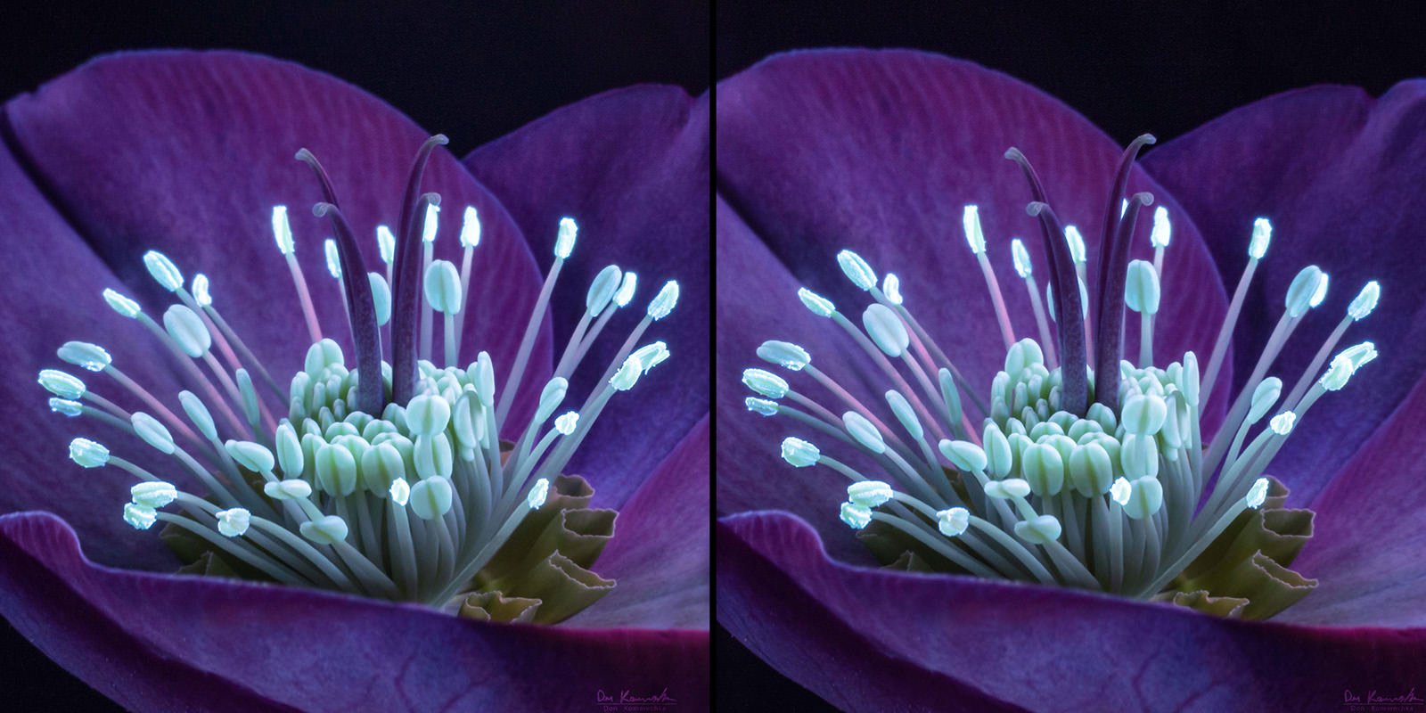 Taking Macro Photography into 3D | PetaPixel