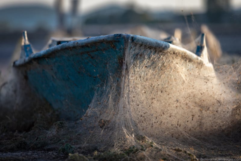 Giant spiders' web covers Greek beach, Greece