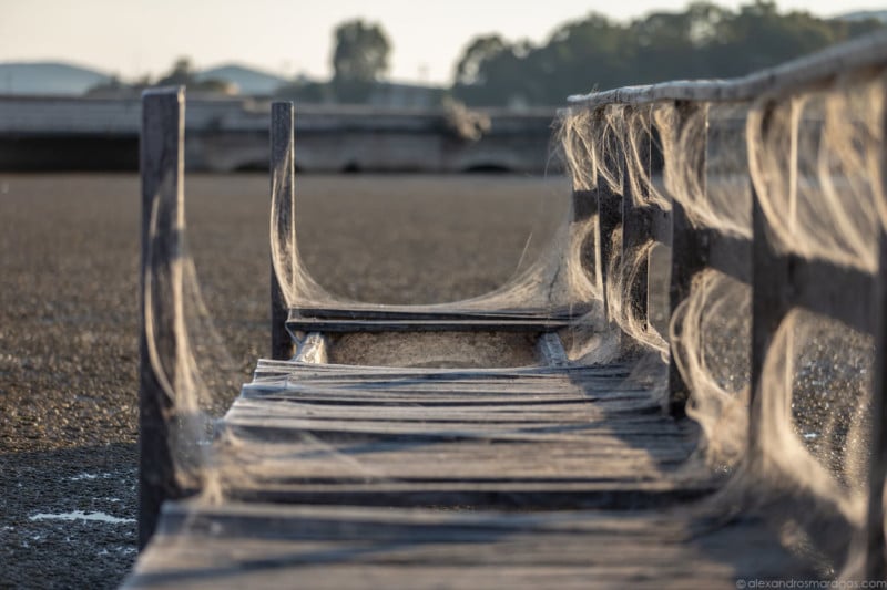 Giant spiders' web covers Greek beach, Greece