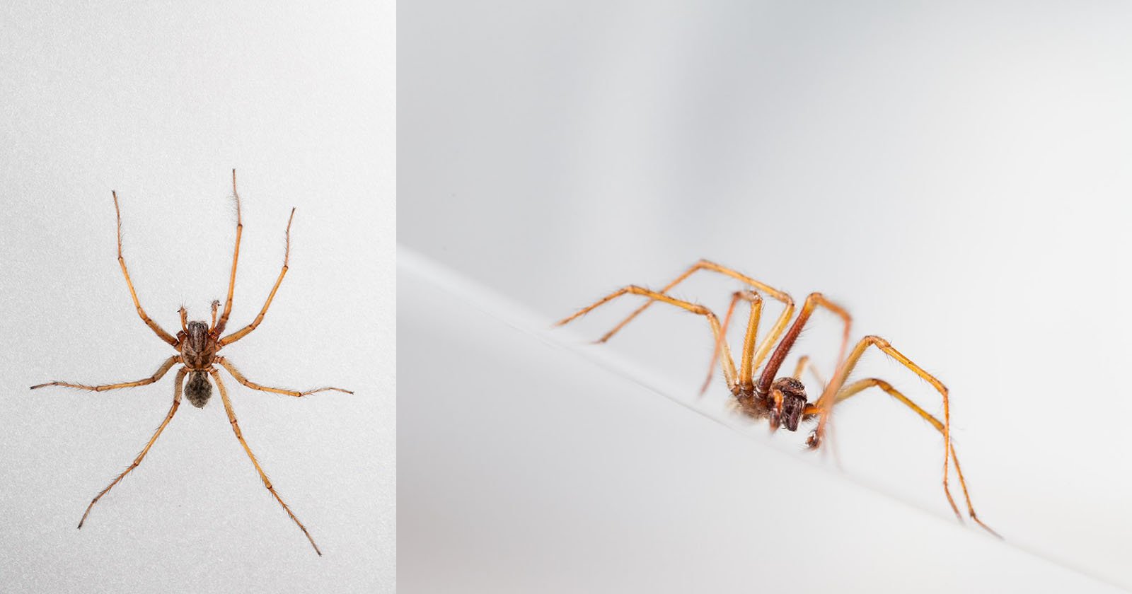 Is a bite from a daddy long legs dangerous? - Quora