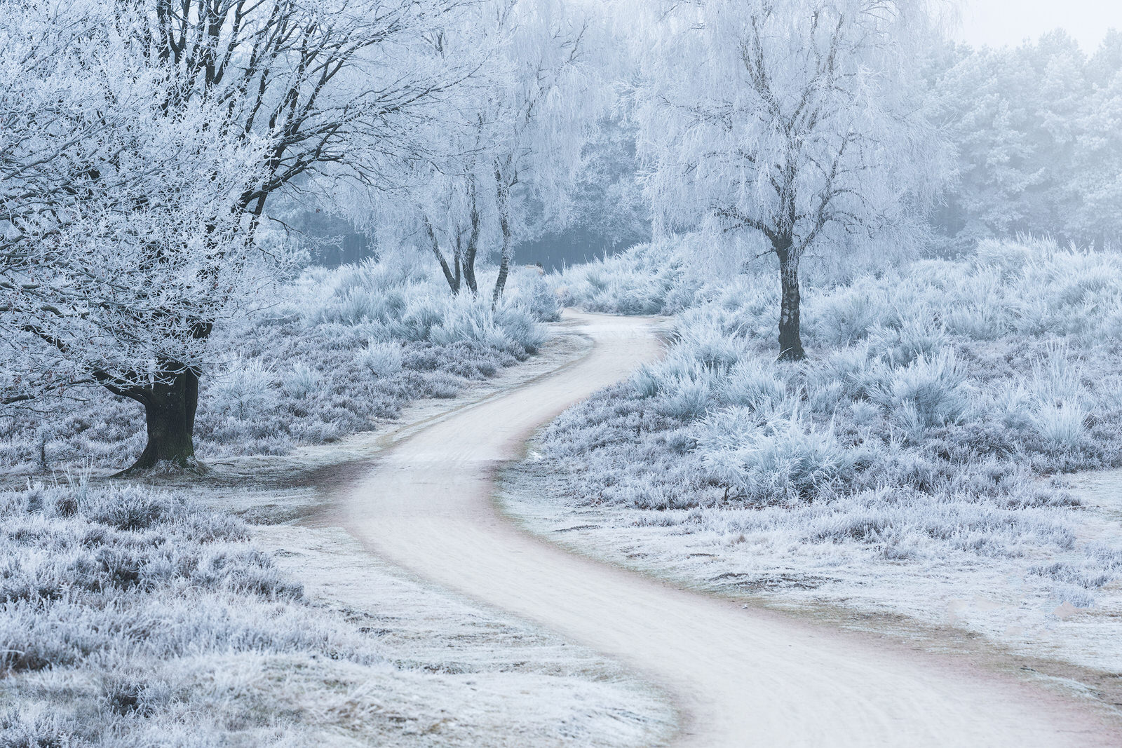 Photos of Dutch Heather Landscapes Through the Seasons | PetaPixel