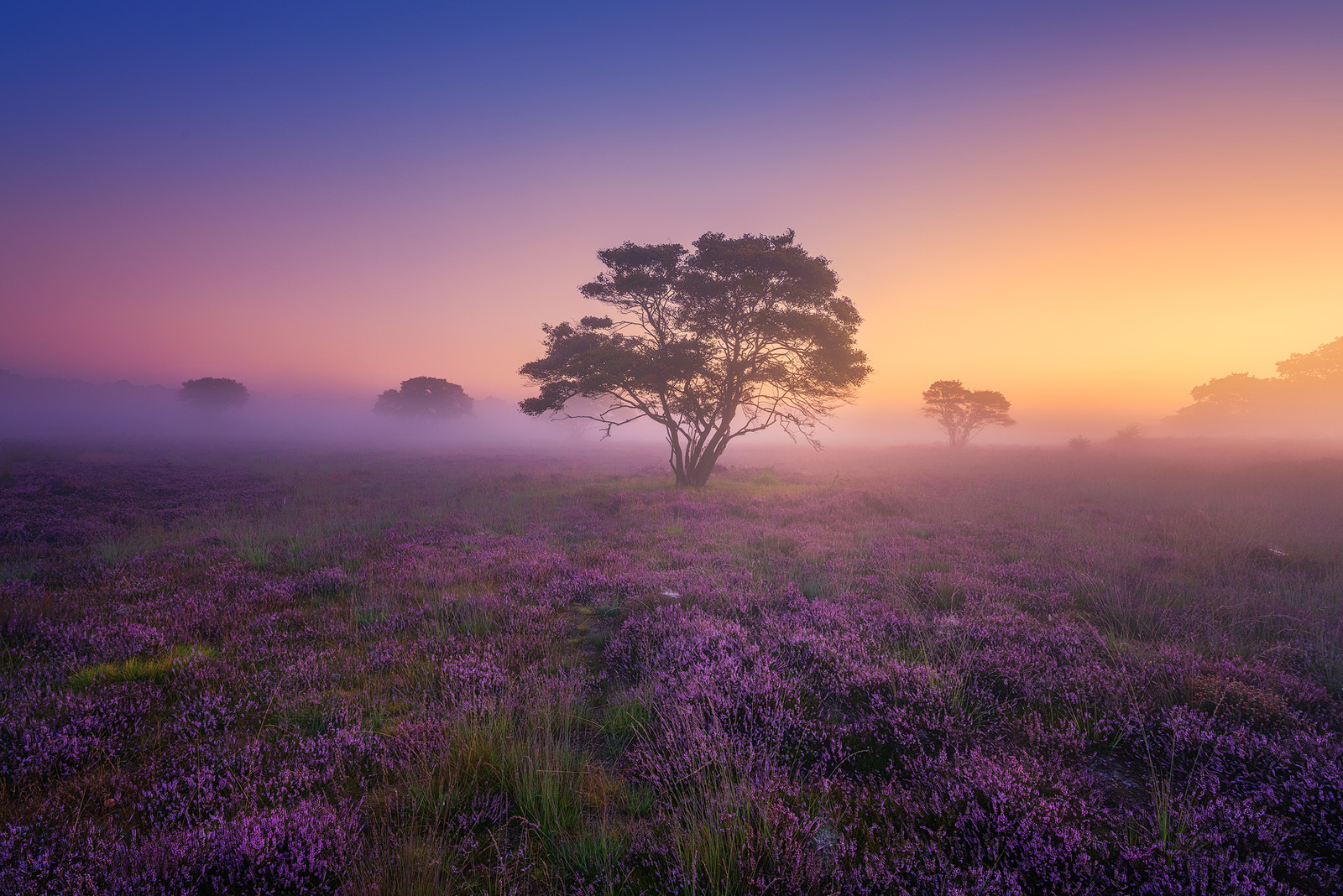 Photos of Dutch Heather Landscapes Through the Seasons | PetaPixel