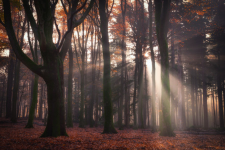 Photos of Golden Autumn in the Netherlands | PetaPixel