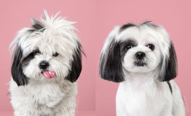 Before and after Japanese grooming