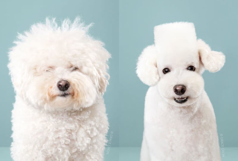 Portraits of Dogs Before and After Japanese Grooming
