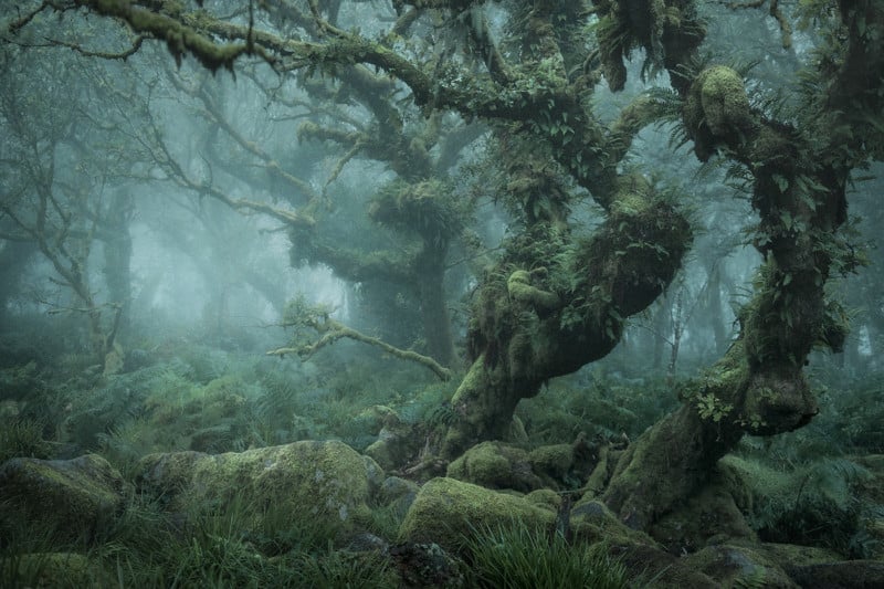 Photos of the Tangled Mossy Trees in a Foggy English Wood