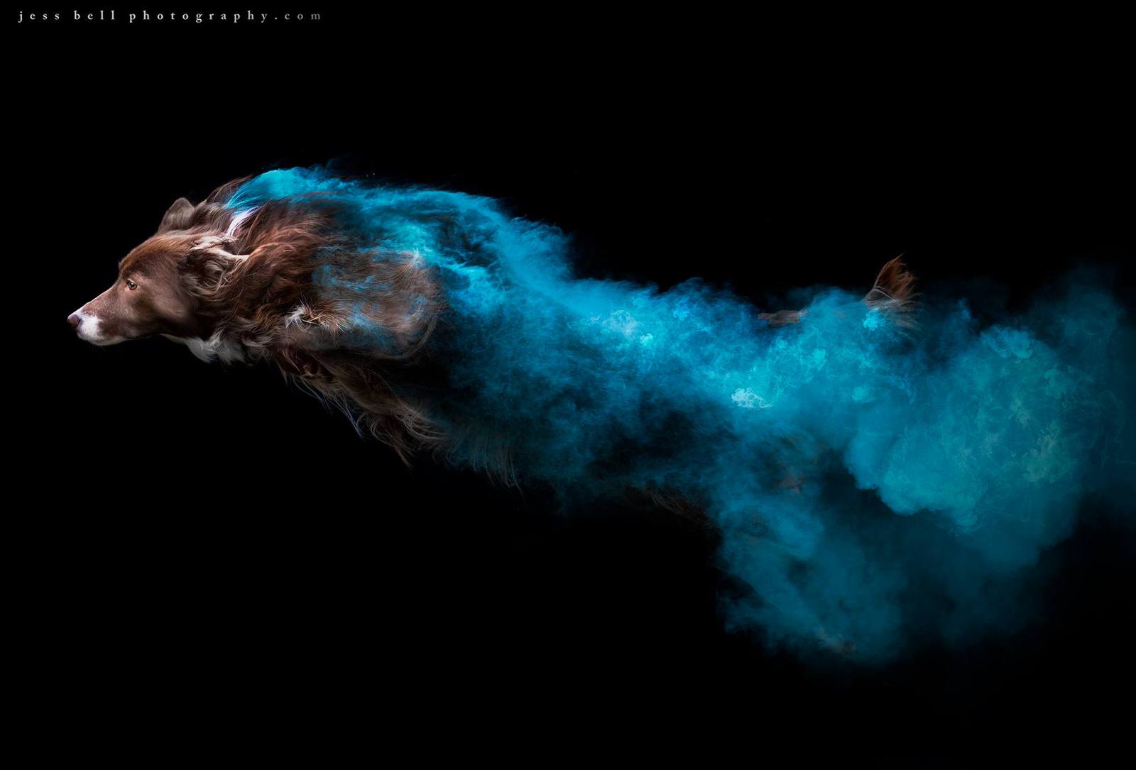 Photos of Dogs Jumping with Colorful Powder Trails | PetaPixel