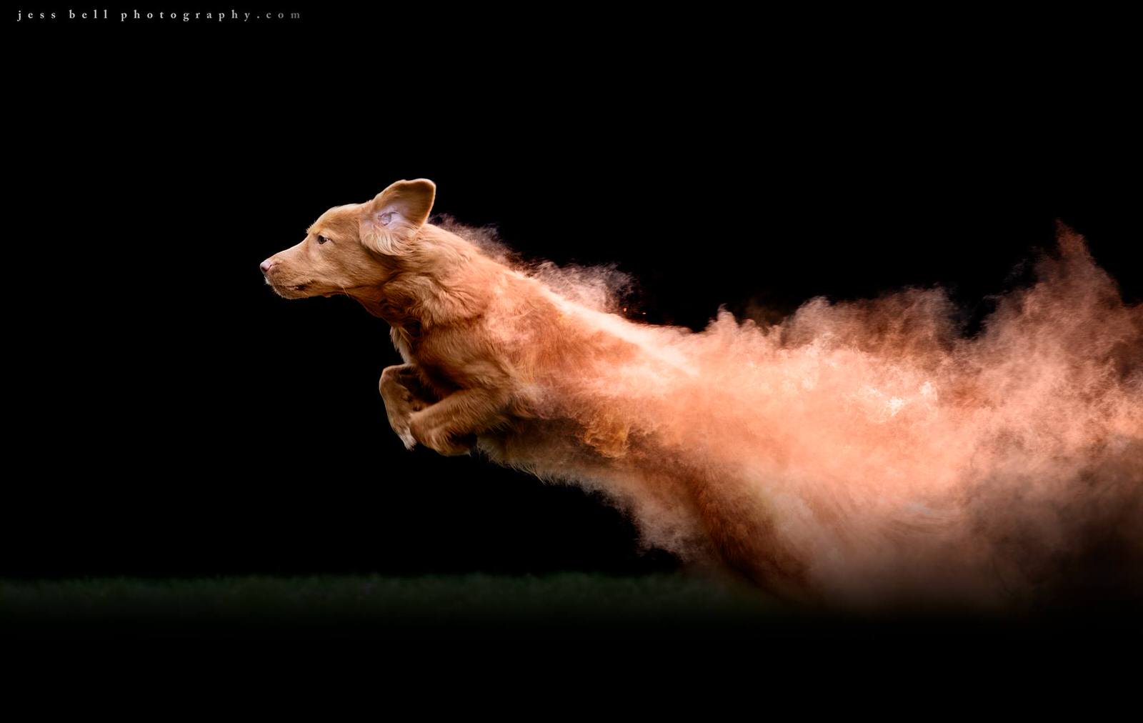Photos of Dogs Jumping with Colorful Powder Trails | PetaPixel