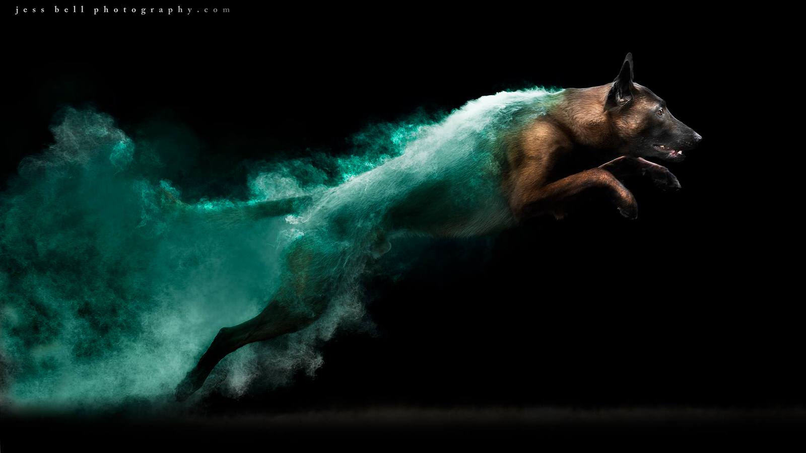 Photos of Dogs Jumping with Colorful Powder Trails | PetaPixel