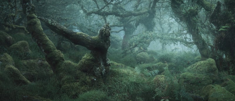 Photos of the Tangled Mossy Trees in a Foggy English Wood | PetaPixel