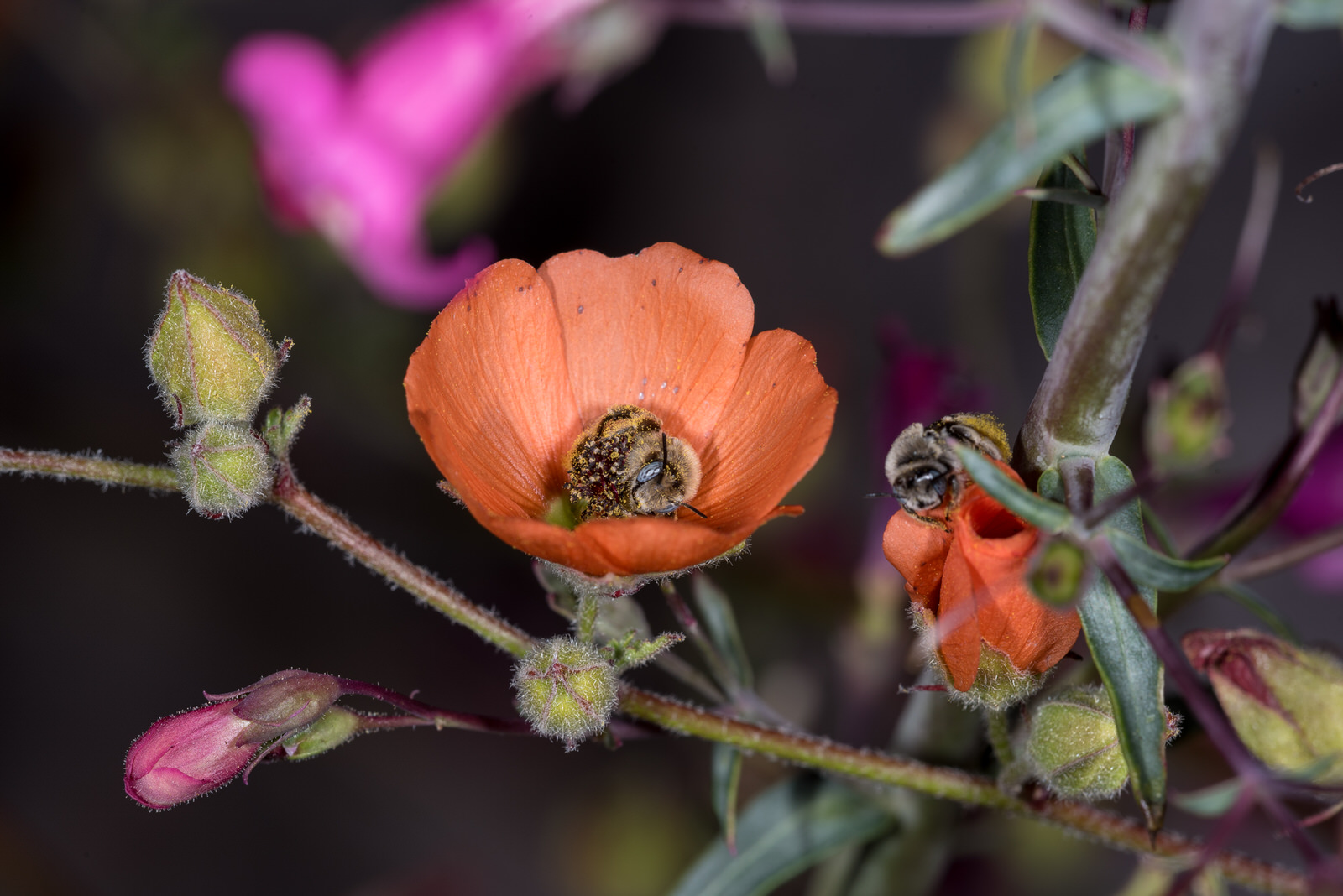 Photos of Bees Sleeping in a Flower PetaPixel