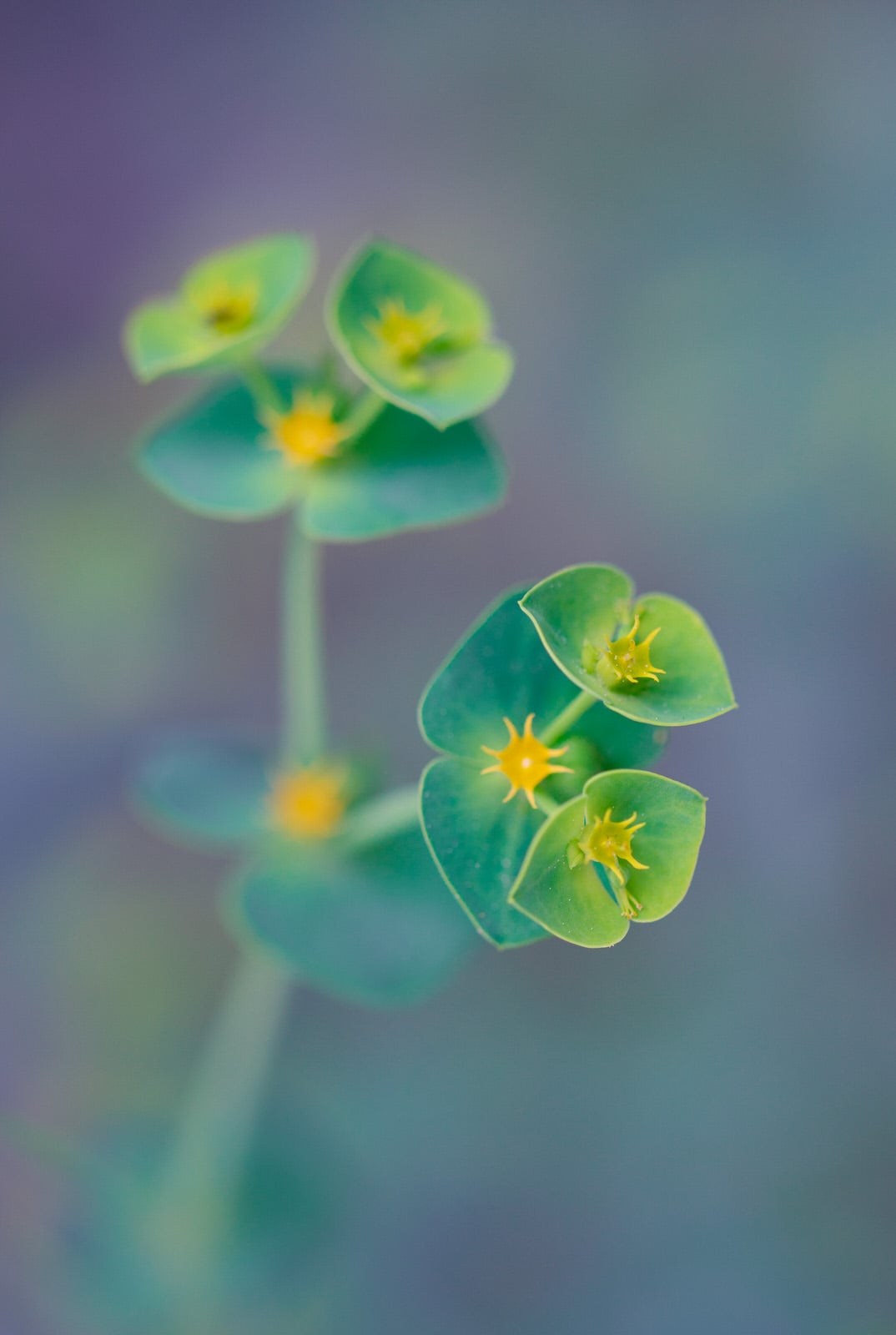 My 8 Best Tips for Flower Photography PetaPixel