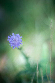 My 8 Best Tips for Flower Photography | PetaPixel