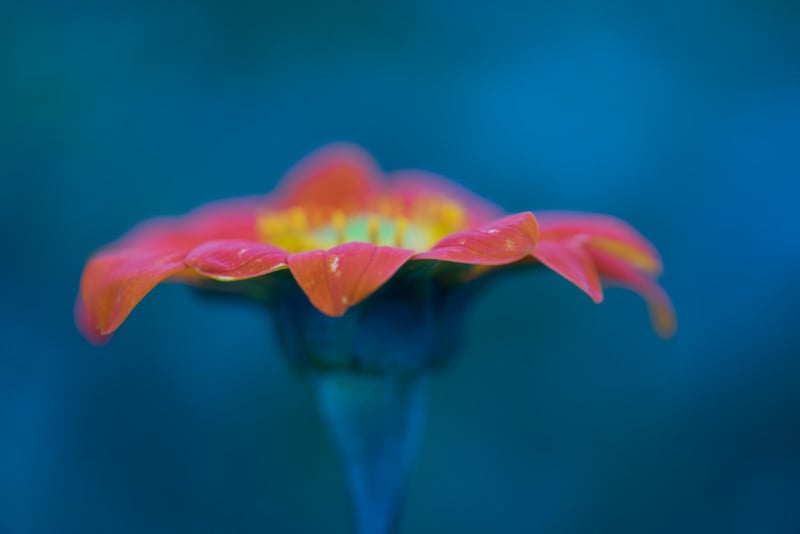 My 8 Best Tips For Flower Photography