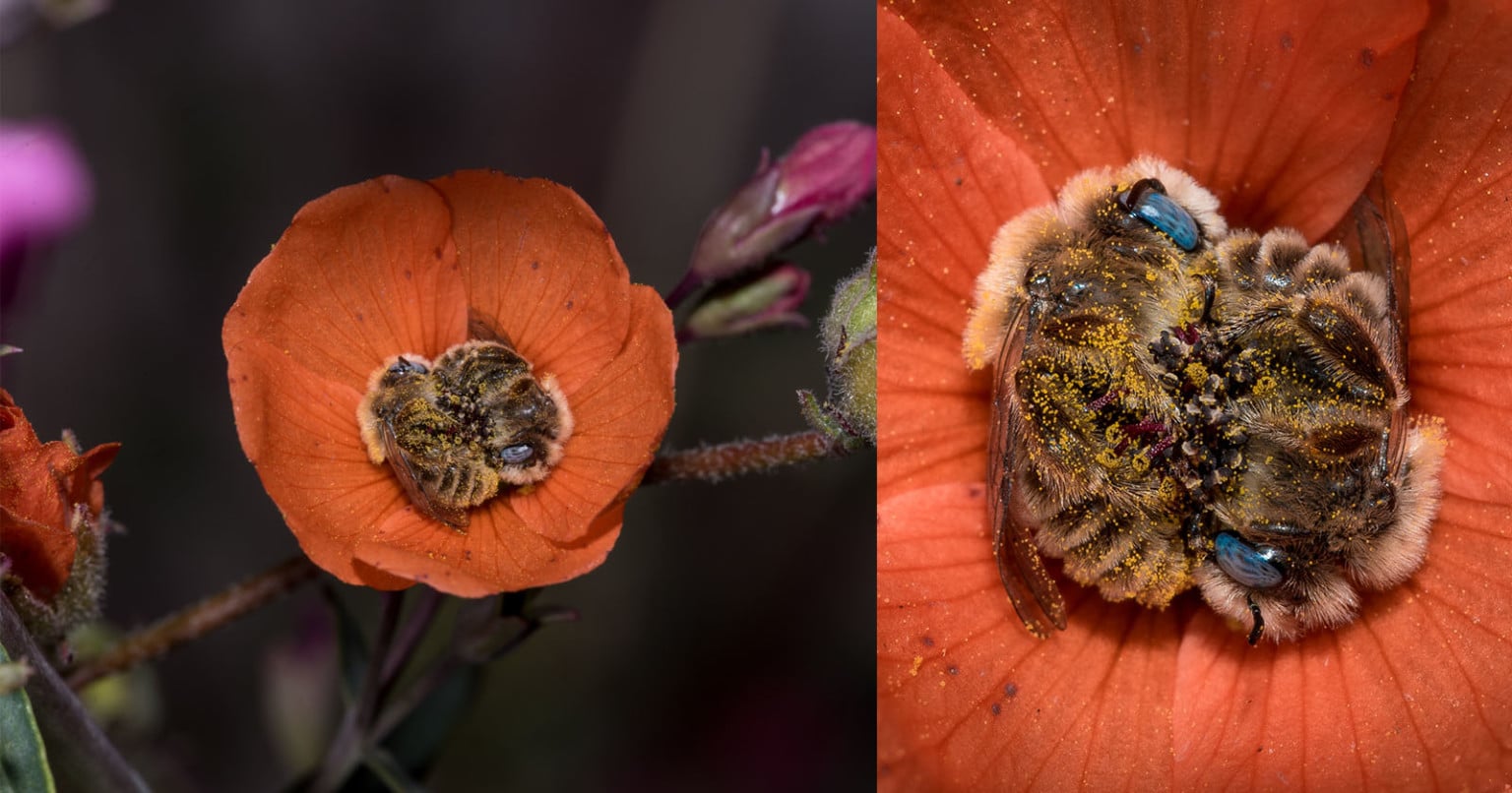Photos of Bees Sleeping in a Flower PetaPixel