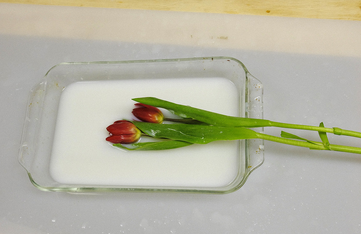 How to Photograph Flowers Splashing in Milk with an Infrared Laser