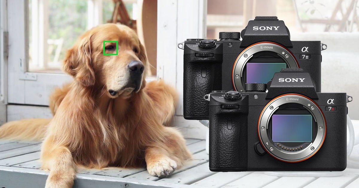 Sony a7/a7R III Firmware v3 Adds Real Time Eye Animal Eye AF, Timelapse | PetaPixel