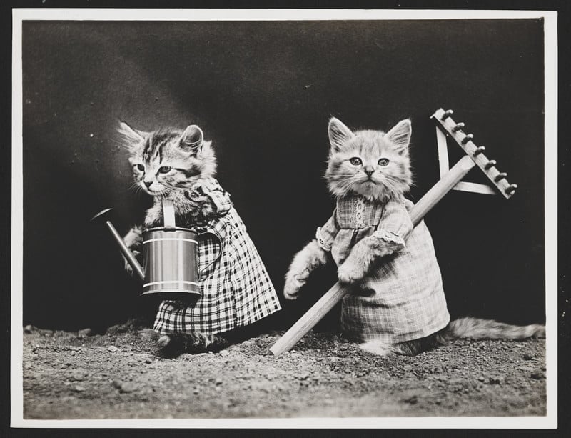 Vintage Photos of Cats Doing Human Things | PetaPixel