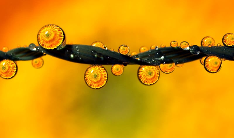 Premium Photo  Macro nature photography water drops on a