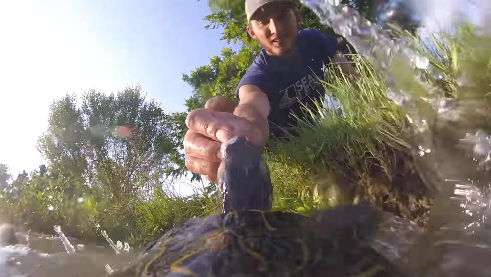 Turtle Wears GoPro, Captures Exciting Pond Life | PetaPixel