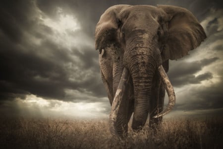 Wildlife Photo Contest Winner Disqualified Over Elephant's Ears | PetaPixel