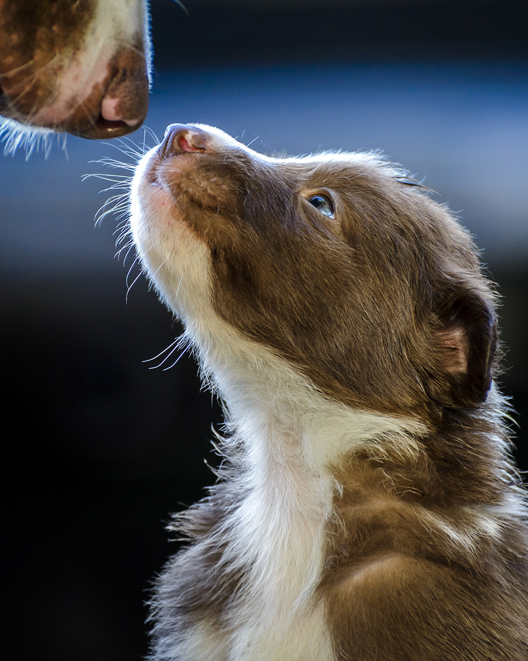 2nd-Puppies-Carlos-Aliperti-%C2%A9.jpg