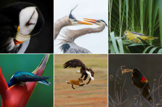 Winners of the 10th Annual Audubon Photography Awards Revealed | PetaPixel