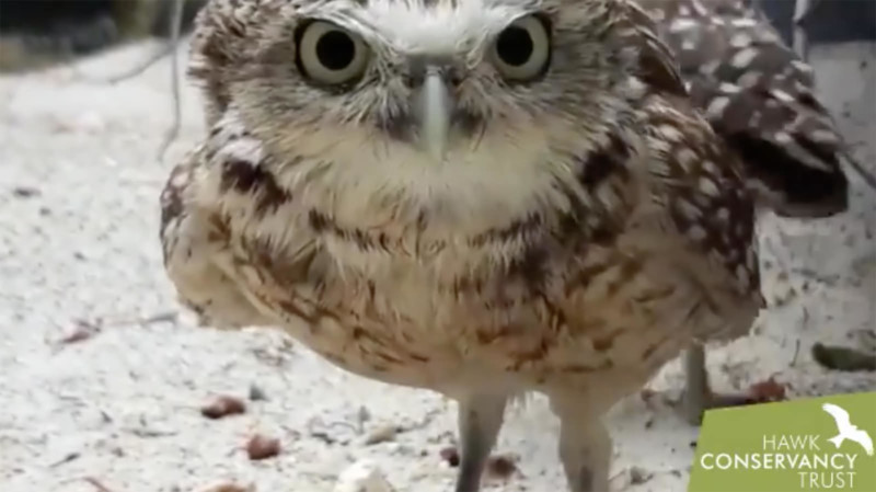 Watch Two Tiny Owls Discover and Take Out a Wildlife Camera | PetaPixel