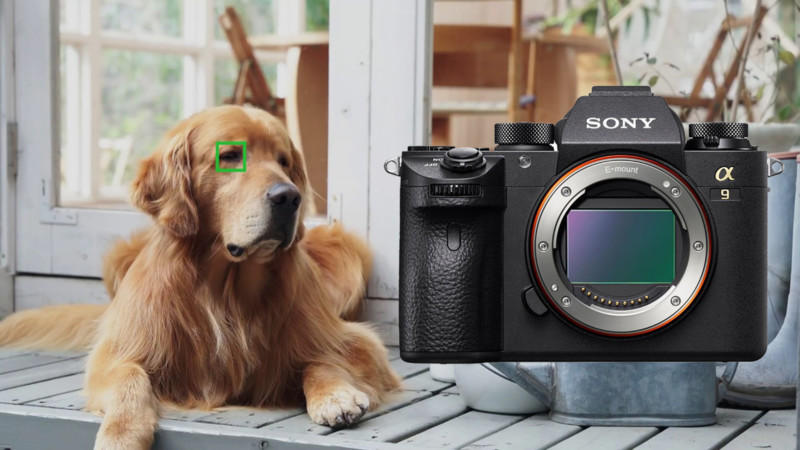 Sony a9 Firmware 6.0 Adds Animal Eye AF, Interval Timer and More