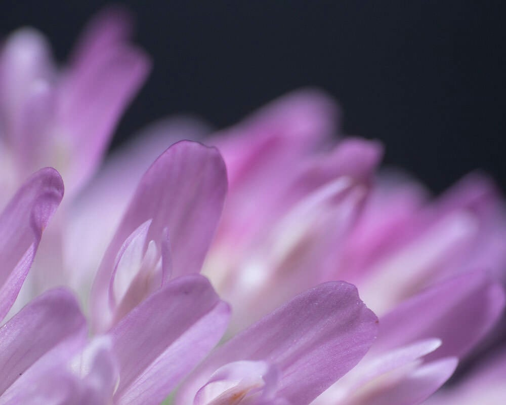 The Best Flash Diffusers for Macro Photography PetaPixel