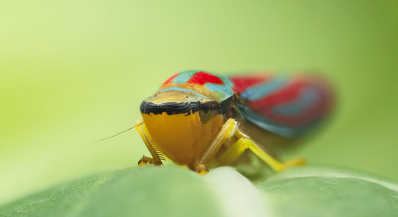 Beginner's Guide To Focus Stacking For Macro Photography | PetaPixel