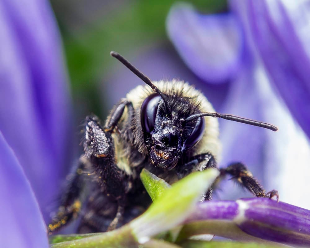 The Best Flash Diffusers for Macro Photography PetaPixel