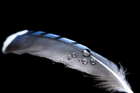 The Best Flash Diffusers for Macro Photography | PetaPixel