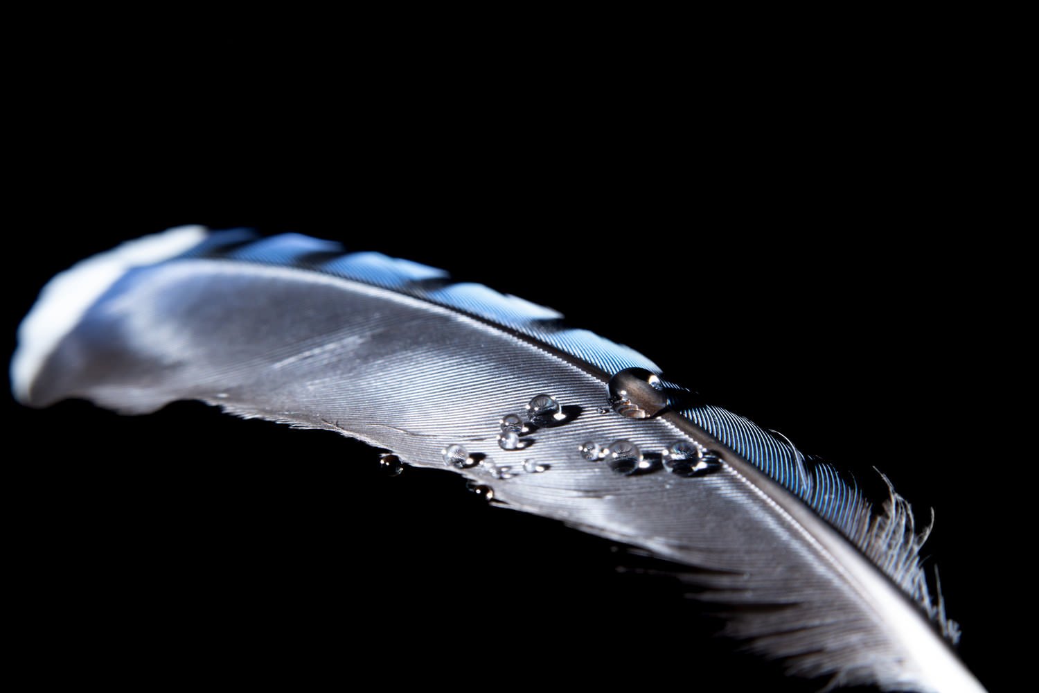 The Best Flash Diffusers for Macro Photography PetaPixel